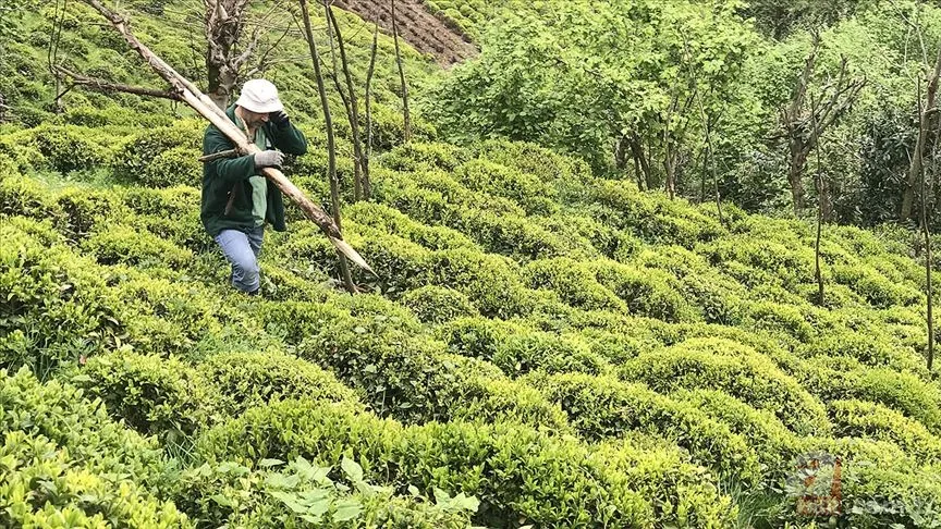 Üreticiye müjde! Yaş çay alım fiyatı ne kadar oldu? 2022 yaş çay taban fiyatı kaç TL? Başkan Erdoğan açıkladı 8