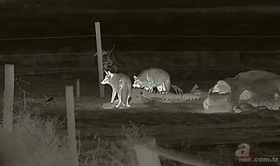 Kurtlar inek çiftliğini bastı! Sığırlarını kaybeden sahibi çözümü katliamda buldu | Bu görüntüler dehşete düşürdü 16