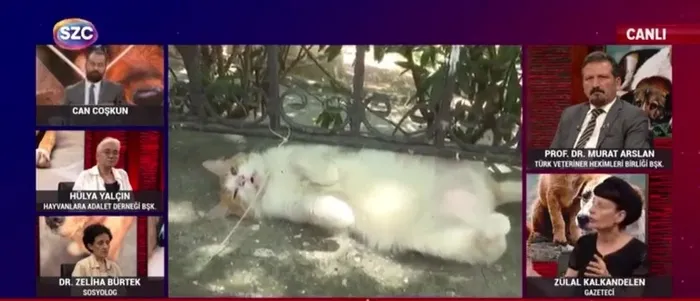 sokak-kopekleri-uzerinden-buyuk-provokasyon-sozcu-tvde-skandal-cagri-sokak-savaslari-baslar-1721892540283.jpg Sokak köpekleri üzerinden büyük provokasyon! Sözcü TV'de skandal çağrı: Sokak savaşları başlar - 8