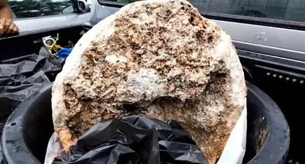 Tayland’da balıkçının şaşkına çeviren "ambergris" keşfi! Fiyatı dudak uçuklattı... - 1
