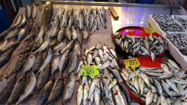 Karadeniz’de palamuttan sonra hamsi bereketi - 4