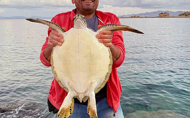 Balık tutan vatandaşlar kayaların arasında buldu! Caretta caretta deniz kaplumbağası...