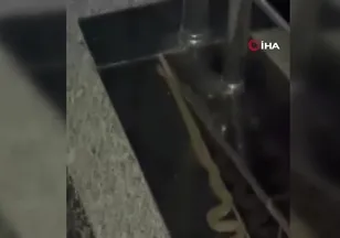 Binaya giren yılan görenleri korkuttu