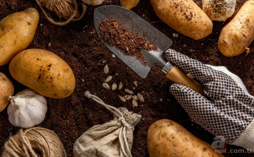 Hafızayı tazeleyen gizli güç: Sofraların vazgeçilmezi meğer ilaçmış! 2