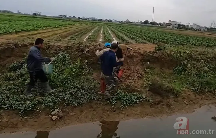 Yılan dedektörü ile yuva buldular! Toprağın altından 100 tane kobra çıkardılar