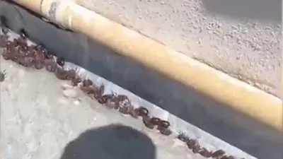 Gergedan böceği istilası