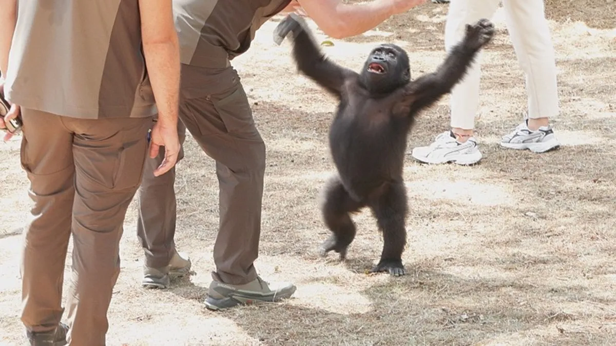 Yavru goril Zeytin anavatanına gönderiliyor