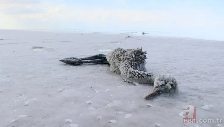 Tuz Gölü’nde büyük panik! Yüzlerce flamingo ölü bulundu