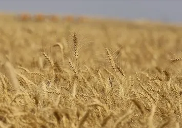 Kuraklık desteği ne zaman ödenecek, verilecek? Kasım - Aralık kuraklık desteği ayın kaçında yatar 2021? İşte detaylar...