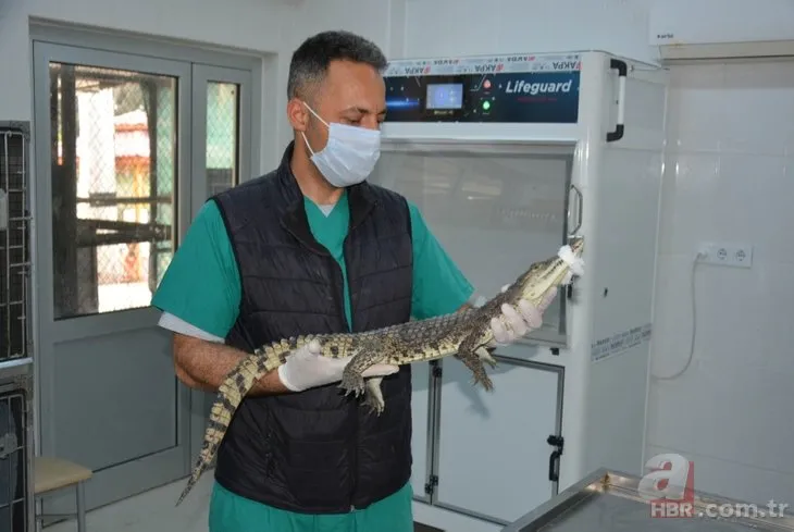 Adana’da iş yerinin bodrum katında timsah besliyordu yakalandı!