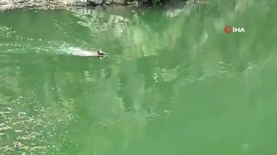 Sıcak havaya dayanamadı! O anlar kamerada