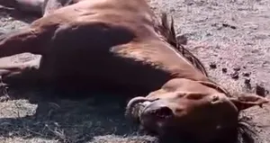 Ağrı’da husumetlisinin atını tabancayla vurdu