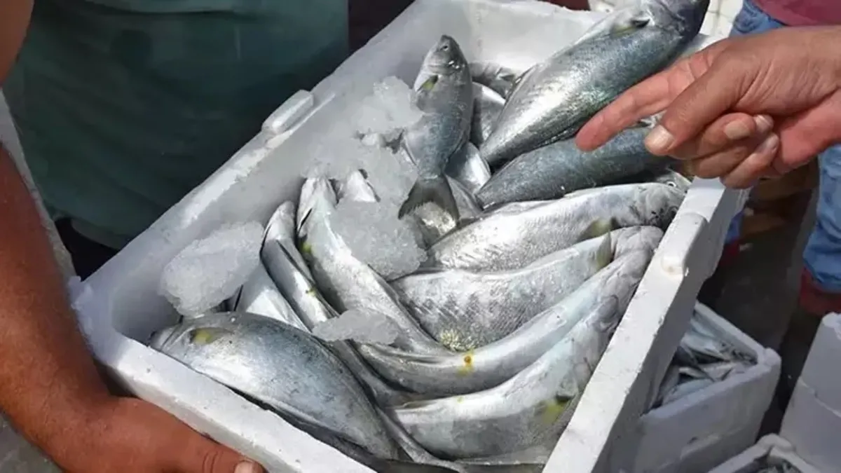 Ege'de balık bereketi! Lüfer bile ağlara takıldı