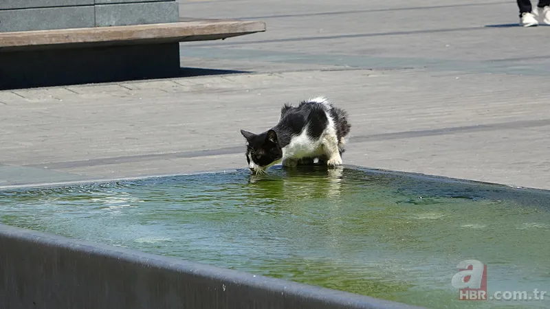 Tropik nem etkisi sona eriyor! Sıcaklıklar 5 derece düşecek: Meteoroloji gün gün paylaştı: İstanbul dahil 31 ilde gök gürültülü yağış 9