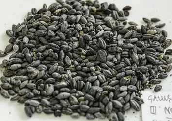 2 bin 800 yıllık buğday yeniden yetiştirilecek