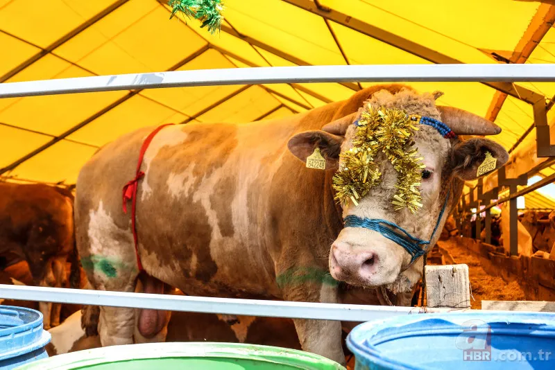Kurbanlık fiyatları belli oldu 2024! Büyükbaş küçükbaş kurbanlıklar ne kadar? Canlı kg fiyatı ne? İşte ilk rakamlar 3