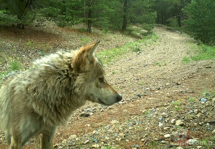 Kedigillerin en zor bulunan türü | İstanbul'da lüks bir malikanede ele geçirildi! Nesli neredeyse hiç kalmadı 23