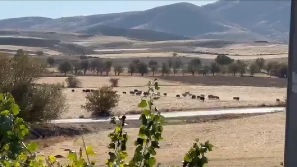 goruntuler-turkiyeden-sehir-merkezine-indiler-1668327009614.jpg Görüntüler Türkiye'den! Şehir merkezine indiler... - 2