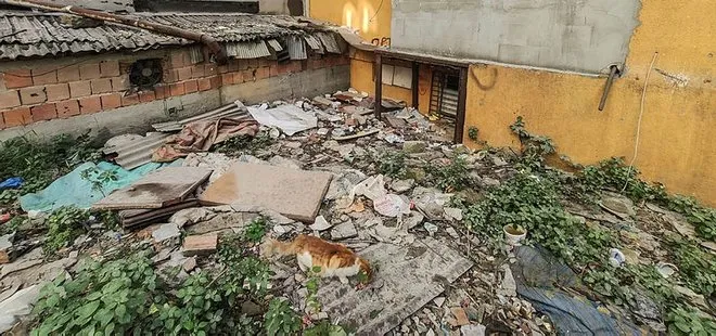 İstanbul’da metruk binada 4’ü yavru 7 kedi parçalanarak öldürüldü