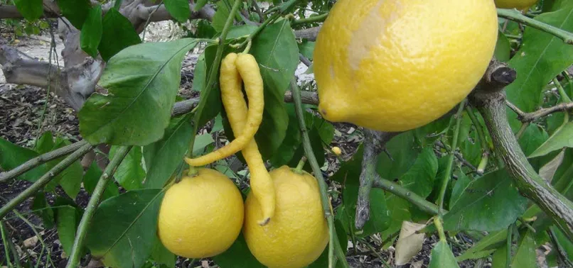 Mersin'de yetişen limon çiftçiyi şoke etti