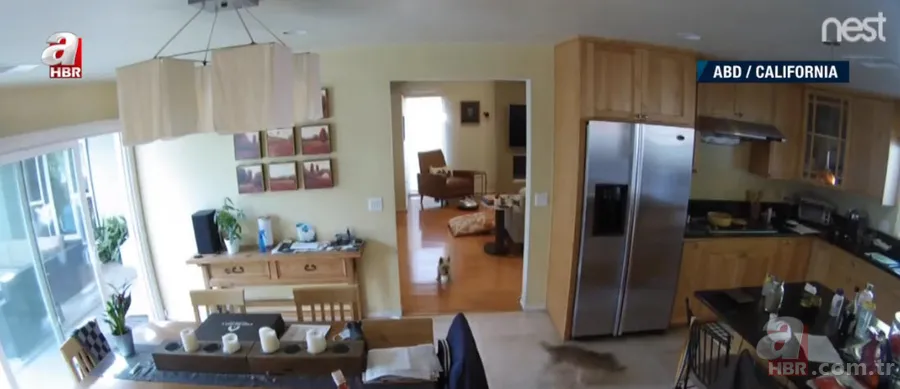 Vahşi doğada ölümcül karşılaşma! Ayı yavrularını… 22