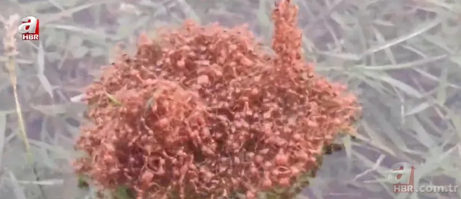 Kırmızı karıncalardan batmayan sal! Haftalarca yüzebiliyorlar 4