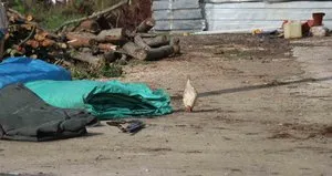 Tavuk yüzünden iki yeğenini tüfekle vurdu