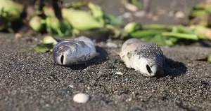 Asi Nehri’nde ölen balıklar Akdeniz’de sahile vurdu