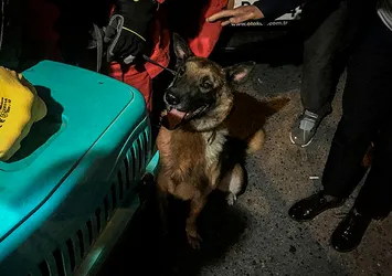 İzmir'de enkazda K-9 köpeği kediyi kurtardı