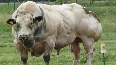 Kaslı boğayı görenler gözlerine inanamadı