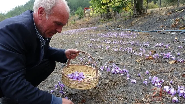 Adana’da safran hasadı başladı: Gramı 50 liradan satılıyor
