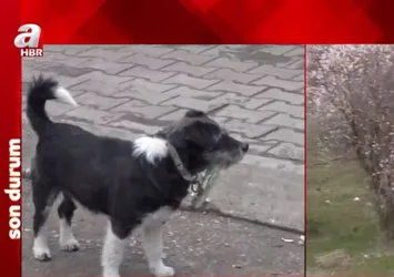 Son dakika: Yine Ankara yine köpek katliamı!