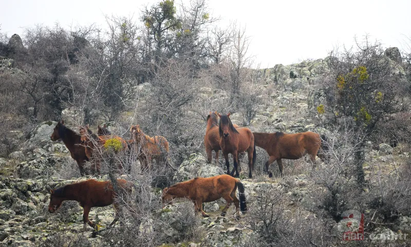 Murat Dağı'ndaki yılkı atlarının sayısı artıyor 17