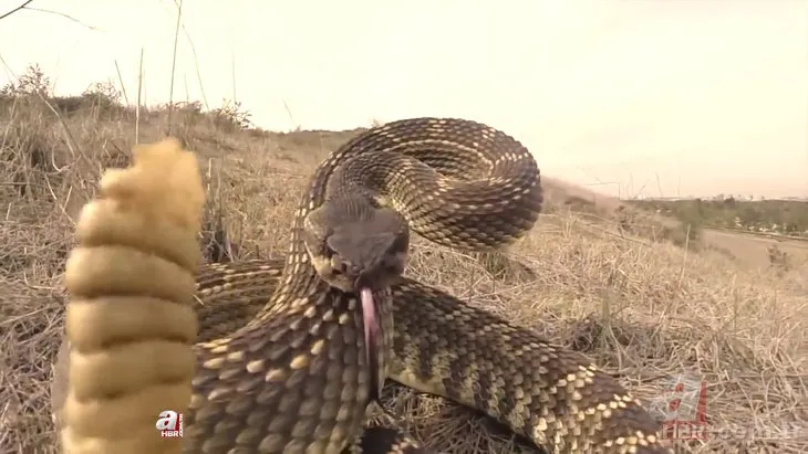 Komodo ejderinin çıngıraklı yılan avı! Özel gözlerine rağmen yem olmaktan kurtulamadı | Canlı canlı yavaş yavaş yedi