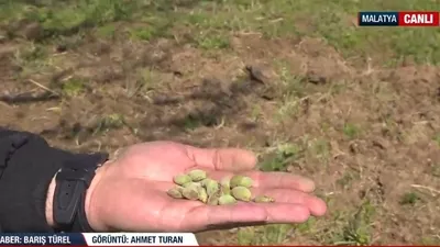 Kayısı ağaçları dolu vurdu