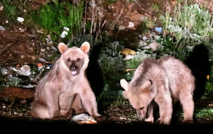 لقد هبطوا في وسط المدينة! تسلق جدران البيوت ...