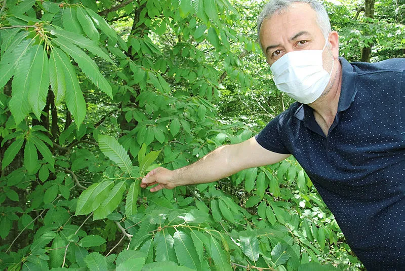 Ana vatanı Çin olan gal arısı diğer adı ile 'katil arı' arıcıları endişelendiriyor