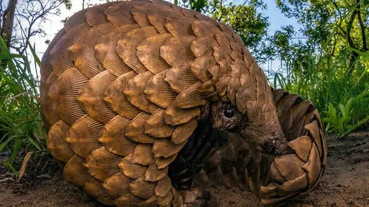 Koronavirüsün benzeri “Pangolin” isimli memelide kesin olarak bulundu! Uzmanlar uyardı