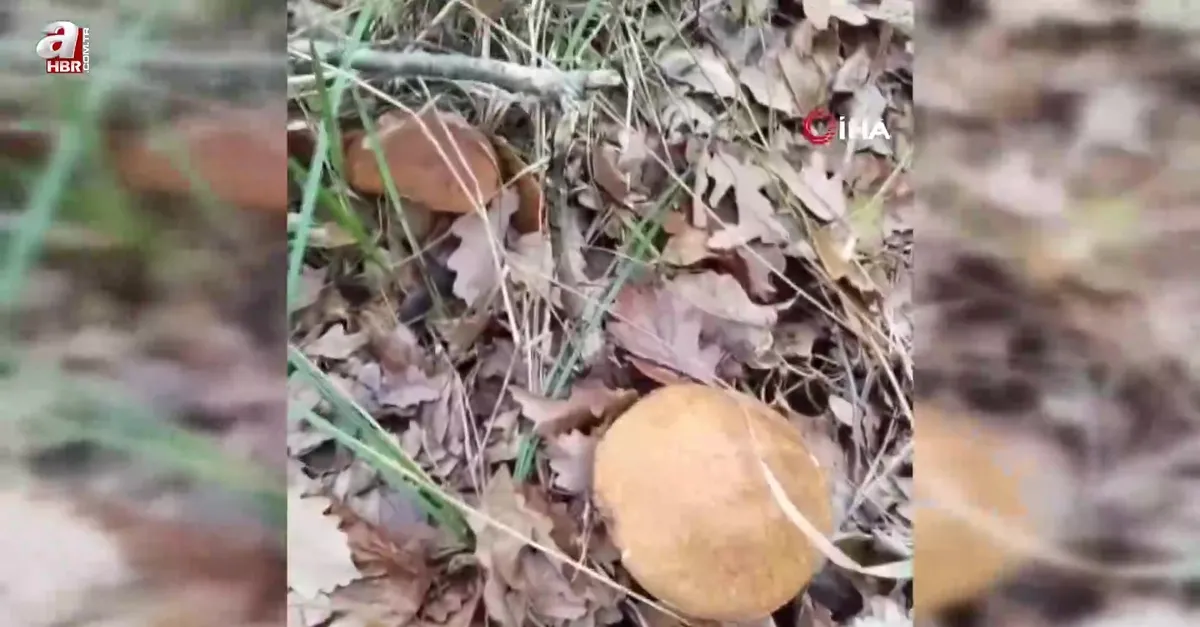 Mantar toplarken yılan şoku! Bastı