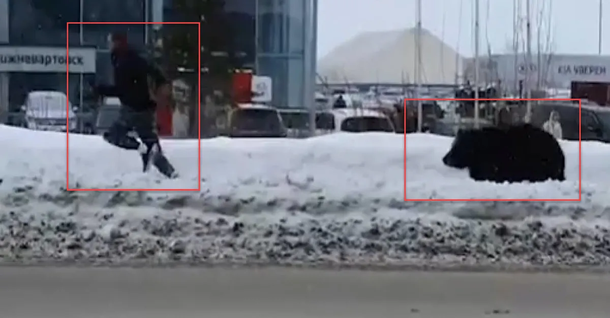 Şehirde ayı paniği! Böyle kovaladı
