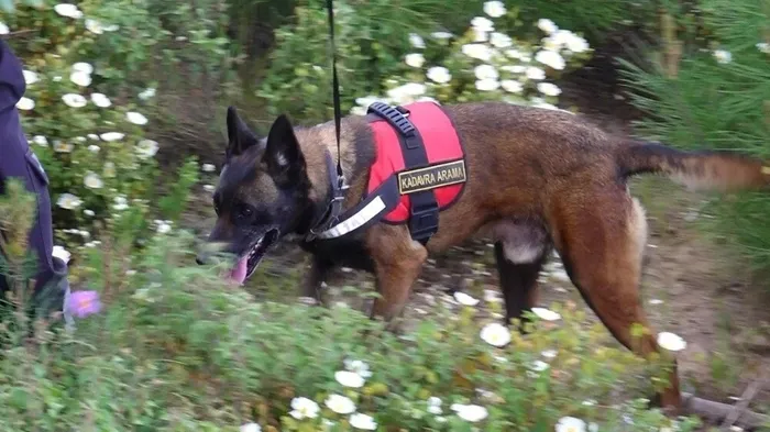 Kayıp Korhan Berzeg hakkında gerçek ortaya çıktı! DNA kızı ile eşleşti! Kemik parçaları...
