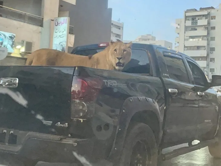Trafikte korkunç anlar! Araç kasasındaki aslan hayrete düşürdü