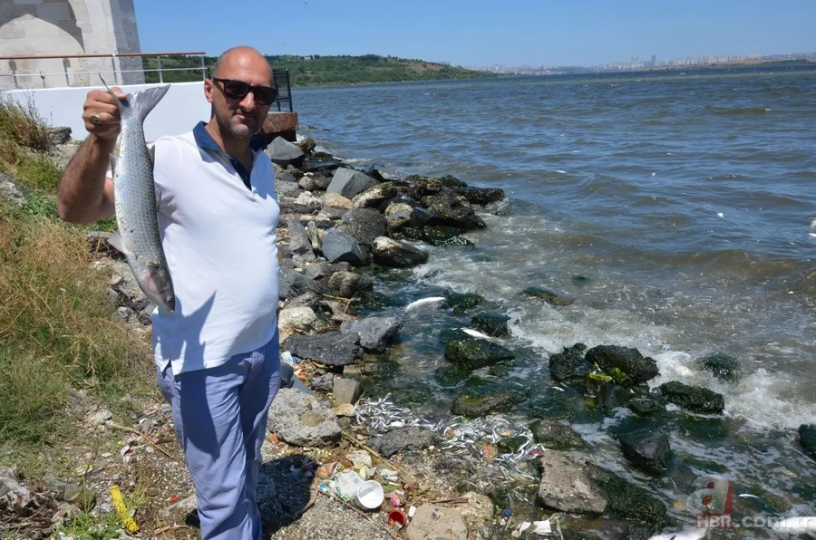 İstanbul'da büyük skandal ve acı veren görüntüler! Küçükçekmece'deki balık ölümlerinin nedeni ne? 15