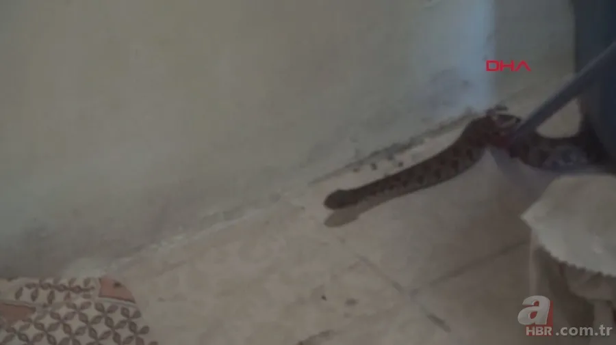 Tek ısırığı bile öldürüyor! Eve giren zehirli yılanı elleriyle yakaladı 🐍 3