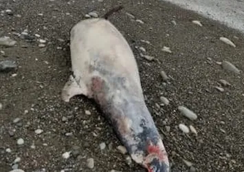 Kastamonu'da sahile ölü yunus balığı vurdu