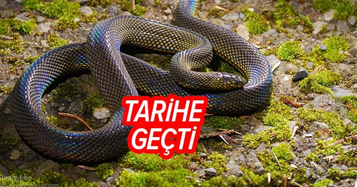 bilim insanlari vietnam da kesfedilen