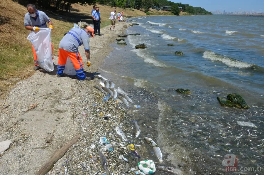 İstanbul'da büyük skandal ve acı veren görüntüler! Küçükçekmece'deki balık ölümlerinin nedeni ne? 20