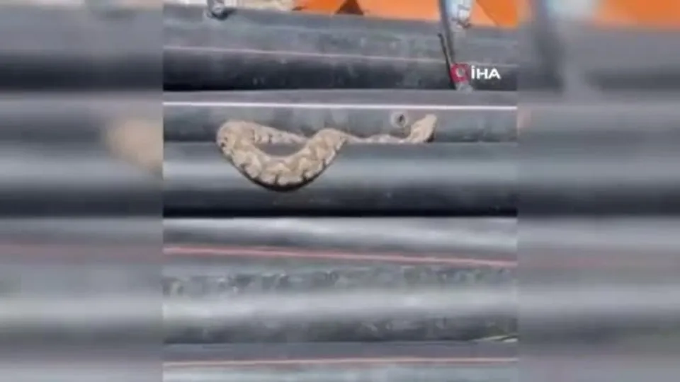 Çanakkale’de su borularından engerek yılanı çıktı