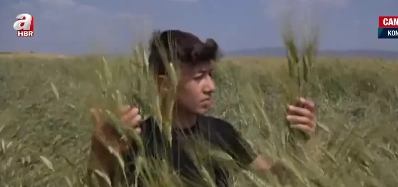 Konya’da yaklaşık 2 metrelik buğday yetiştirildi! 180 santimetrelik buğday nasıl yetiştirilir?