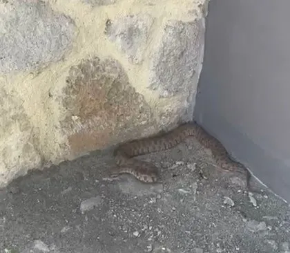 Doğada karşılaşan dehşete düşüp kaçıyor! Türkiye’de görüldü, Soktuğunu inlete inlete öldürüyor